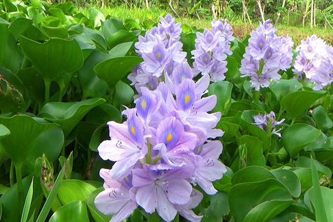 Water Hyacinth (Eichhornia crassipes)